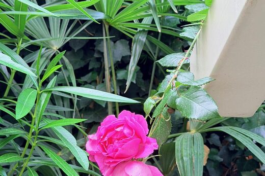 Un hôtel avec jardin à Cannes, au calme entre les fleurs