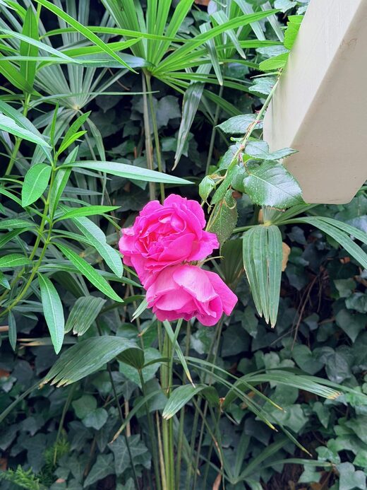 Un&#x20;h&#x00F4;tel&#x20;avec&#x20;jardin&#x20;&#x00E0;&#x20;Cannes,&#x20;au&#x20;calme&#x20;entre&#x20;les&#x20;fleurs